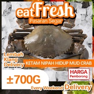 【MY seller】 ✤Ketam Nipah Live Mud Crab ±700G (1 Ekor)  segar dari Kuala Selangor Jumaat, Sabtu / Ahad DELIVERY❈