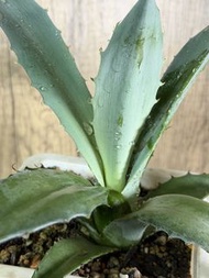 藍鯨魚舌龍舌蘭，塊根植物，多肉植物