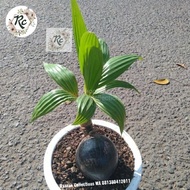 Miliki Tanaman Hias Unik Tunas Kelapa Bonsai Coconut Unique Plus Pot