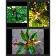 Aglaonema_Variety Live_Plants