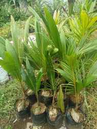 BIBIT KELAPA HIJAU (HIBRIDA)