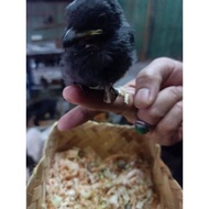 Promo Burung Srigunting Abu2 Lolohan Diskon