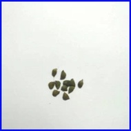 ✷ ✻ ☑ 【COD】10pcs Rare Calathea Seeds Air Freshening Plants Seeds #SW22