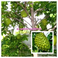 Pokok Buah Durian Belanda / Durian Selat