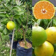 ANAK POKOK SUNKIST THAILAND HYBRID Buah Buahan Fruits Live Plant [WEST MALAYSIA ONLY]