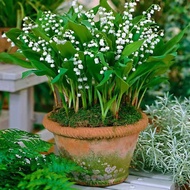 Lily of the Valley Ball with Sprout Earth Cultivation Potted Plant Lily of the Valley Flower Seedlin