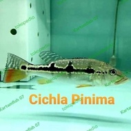 ! peacock bass pbass pinima -