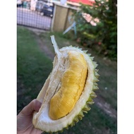 [Fresh Durian] Musang King (500g) - Tangkak/Melaka