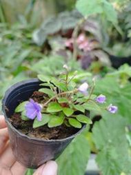 ((七號花園))苦苣苔 非洲菫 Vallarta Campanas Moradas (迷你型懸垂花) 紫鈴鐺