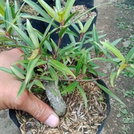 READY Bahan Bonsai Ficus California/ Tanaman Beringin Kalifornia