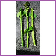 ❐ ◈ ◒ tuba tuba plant cuttings 3 pcs