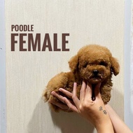 Jual anjing poodle redddtiny