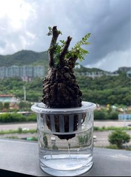 象足漆樹