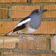 Kacer kalimantan betina