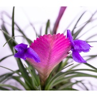Airplant - Tillandsia Cyanea