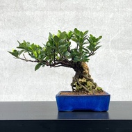 小品盆栽-日本達摩梔子花 付石盆景