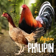 telur ayam philipin asli petarung AK47 bisa untuk di tetaskan