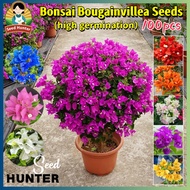 100pcs Mixed Rare Bougainvillea Seeds for Planting Flowers - Potted Dwarf Bougainvillea Plant Seeds 