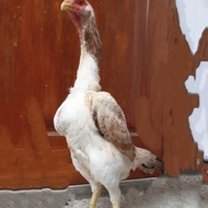 Promo promo ayam shamo betina eropa Berkualitas