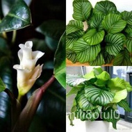 【COD】10pcs Rare Calathea Seeds Air Freshening Plants Seeds #SW8/flowers/mobile phone case/skirt/seed