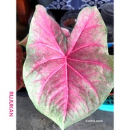 POKOK KELADI LUKMAI 21 HYBRID THAI CALADIUM LIVE PLANT THAILAND