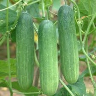 5 ounces of heat-resistant cucumber seeds
