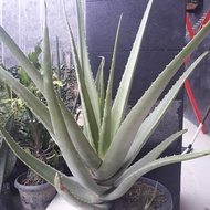 Lidah buaya berbunga langka