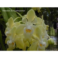 Vanda denisoniana(Orkid hutan)