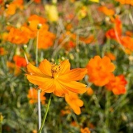 BIJI BENIH BUNGA COSMOS SULPHUERUS/SULPHUR(10 SEEDS)-BUNGA KELULUT