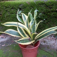 Dwarf live snake plant