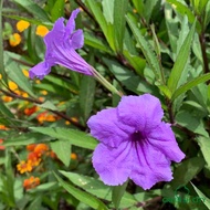  Ruellia Purple Live Plant Pokok Hiasan Bunga Landscape Outdoor 翠芦莉