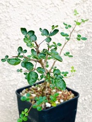 波葉橄欖 波葉沒藥 Commiphora Sinuata