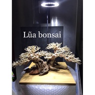 Driftwood Bonsai for Aquarium Decoration - Aquarium 20x15cm and 40x30cm