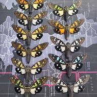 Cicada Specimen.Colorful Cicada, Real Insect Specimen diy Handmade
