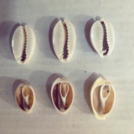 Shell Material Slice Aboriginal Handmade