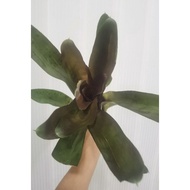 bromeliad neoregelia Darkest Hour