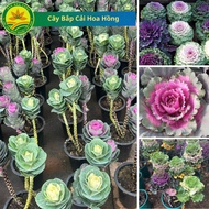 SA Desert Rose Cabbage Seedling