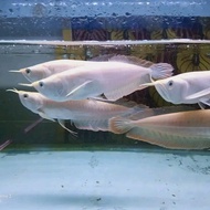 paket 10ekor ikan arwana silver albino 25cm 