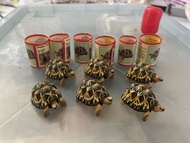 Yujin Furuta 原色爬蟲類淡水魚圖鑑 烏龜 龍魚 扭蛋