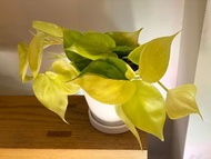 Philodendron ‘Lemon Lime’ 黃金蔓綠絨 / 檸檬汁蔓綠絨