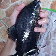 HIASAN AQUARIUM PACU HITAM BAWAL HITAM COLOSSOMA MACROPOMUM
