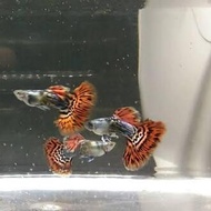 Guppy Red Ivory Snake Skin