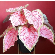 5 Biji Benih Keladi Pink Season Heart Caladium Begonia Seed - 5 Seed