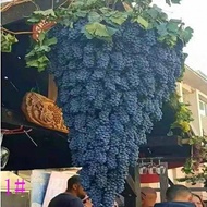 ((Hair) Grape Tree Seed Red Rape Seed Beauty Finger Peak Summer Black Grape Seed Wholesale