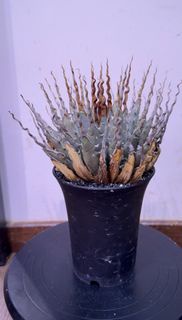 曲刺妖炎 內華特龍舌蘭  Agave utahensis var. nevadensis