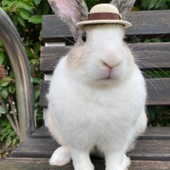 Q2-手工寵物生日帽子寵物髮飾頭套兔兔牽繩衣配件兔子-歐洲禮帽
