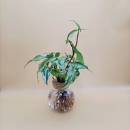 水培植物 合果芋 白綠尖葉合果芋 懶人植栽 玻璃圓瓶 室內植栽