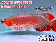 Arowana Fish Super Red Kapuas ( 100% Indonesia Breed ) With Cert &amp; Chip 4 , 6 and 8 inch ikan kelisa merah 龙鱼 红龙