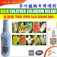 SaverStore Premium Baja Keladi Spray Booster Calathea Caladium Fertilizer Baja Keladi 芋叶植物专用肥芋叶营养液喷剂