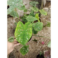 Keladi Badut 3 color